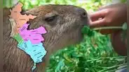¿Dónde puedo interactuar con capibaras en Lima?: conoce dos lugares donde alimentar y observar al roedor más viral