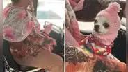 Mujer tejió creativo gorro para su chihuahua y es toda una sensación en redes: “¡Qué ternura!”