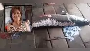 Iquitos: Familia encuentra enorme paiche de 2 metros y casi 80 kilos dentro de su vivienda