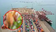 Esta fruta peruana tuvo el mayor crecimiento de exportación del 2024, según Mincetur: no es el arándano ni la palta