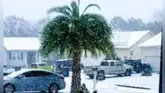 Atención, residentes en Florida: posible caída de nieve y lluvias heladas por la llegada del frente polar ártico