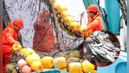 Produce cierra temporada de pesca de anchoveta para proteger su reproducción