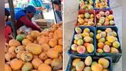 Productores de mango en Lambayeque regalan mercadería ante sobreproducción y falta de compradores: "Que se lleven todo"