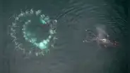 Un animal marino elabora sus propias herramientas para cazar: puede capturar hasta 7 veces más presas