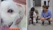 Perrito ciego recuperó la vista y la reacción al ver sus dueños es viral: "La oscuridad terminó”