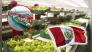 Esta región del norte del Perú lidera la agroexportación de frutas como arándanos, uvas y paltas: suma US$2.271 millones y supera a Ica