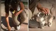 Reportera cubría la detención de delincuentes, pero un gatito se llevó la atención: “Me lo quiero llevar”
