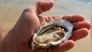 Científicos descubren que la sangre de ostra australiana podría hacer frente a una "inminente crisis sanitaria mundial"