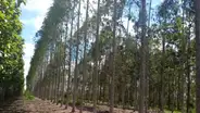Esta es la infusión milagrosa que podría limpiar las flemas de forma natural y aliviar la mucosidad de tu garganta