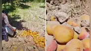 Productores entierran mangos por caída de precios que oscila entre S/0.10 a S/0.35 el kilo: "Estamos quebrados"