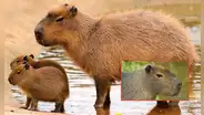 ¿Por qué los capibaras no pueden ser considerados como mascotas? Tres datos esenciales sobre este gran roedor