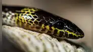 Descubren nueva especie de depredador nocturno oculto en las profundidades de los bosques de Vietnam