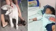 Niño casi pierde el brazo tras mordida de perro en Iquitos: dueños de can solo dieron S/50 para gastos médicos