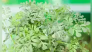 10 beneficios de la ruda: ¿para qué sirve, cuáles son sus propiedades y cómo se prepara?