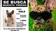 Perrita desaparece tras ser entregada a cuidadora: sospechan que mascota está encerrada y ofrecen recompensa por su retorno