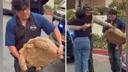 Rocky y Huckleberry, las 2 tortugas que sobrevivieron a los incendios de Los Ángeles vuelven a casa con sus dueños
