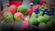 Crisis del mango en Perú: agricultores en alerta mientras el Gobierno impulsa la frambuesa como solución