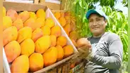 ¿El precio del mango seguirá bajando tras caer a S/0,20 el kilo? Esto dice el Midagri sobre lo que pasará con la fruta en los próximos meses
