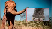 Abuelo murió pisoteado por un elefante mientras trataba de proteger a sus nietos del animal en Sudáfrica