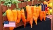 Marca de alimentos de Estados Unidos elige al ají amarillo peruano como el Sabor del Año 2025: "Es esencial en la gastronomía"
