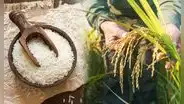 Científicos chinos crean un arroz que capaza de crecer en suelos extremos: hallazgo que podría salvar la agricultura