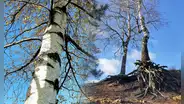 Científicos descubren un árbol que descontamina los suelos de microplásticos usando sus raíces