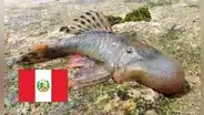 Científicos descubren 26 nuevas especies en el Amazonas peruano, incluido un pez con cabeza de globo