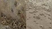 Municipalidad de Chorrillos cierra la playa La Herradura por incremento de presencia de cangrejos
