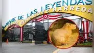 Parque Leyendas lanza el 'Capibara Fest': usuarios podrán interactuar con Wilson, concursar con disfraces y ver artistas sorpresa