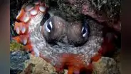 Un animal marino tiene un secreto en su evolución que les permitiría dominar la Tierra si los humanos se extinguieran
