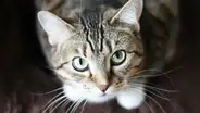 Estudio científico revela un truco fácil para lograr comunicarse con los gatos