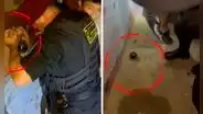 SJL: presunto extorsionador intentó detonar una granada de guerra para evitar ser capturado por la PNP