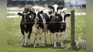 Nuevo caso de zoonosis: detectan "salto" de gripe aviar H5N1 en vacas por primera vez en Nevada, Estados Unidos