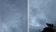 'Lluvia de arañas' impacta Brasil y es registrada en video por habitantes: al menos 500 cayeron del cielo