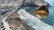 Miles de cangrejos aparecen en la playa La Herradura en Chorrillos: ¿de qué especie se trata y qué los atrajo?