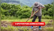 Claudia Sheinbaum anuncia 3 nuevos apoyos para agricultores en 2025: conoce cuáles son para postular
