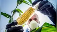 Gremios agrarios rechazan proyecto del Congreso que busca anular moratoria a los transgénicos