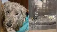 Policías y bomberos salvan a cachorro atrapado en torrentera de Arequipa: "¡Héroes sin capa!"