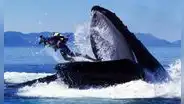 Kayakista se salvó de ser tragado por una ballena jorobada: esta es la posibilidad de que las ballenas se traguen a una persona