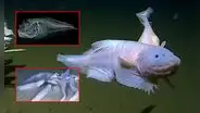Peces abisales en las costas de Perú y Chile: las misteriosas criaturas marinas que habitan en las profundidades del océano Pacifico