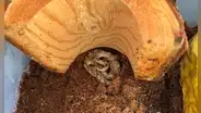 Encuentran una serpiente venenosa en una caja de bananas en Estados Unidos: llegó proveniente de un país de Sudamérica