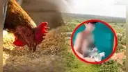 Loreto: adolescente roba gallina y lo esconde en sus partes íntimas para no ser descubierto