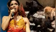 Denuncian que fumigación por concierto de Shakira en Colombia habría causado la muerte de casi 100 gatos en Barranquilla