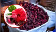 ¿Para qué sirve la flor de Jamaica? Descubre sus sorprendentes beneficios y cómo consumirla correctamente