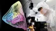 "Autopistas ocultas" en el cerebro, que explican cómo pensamos y aprendemos, fueron descubiertas por científicos chinos