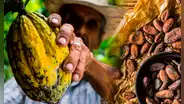 Estudio determina que Perú tiene el cacao más antiguo del mundo: investigación se presentó en el Chocoa 2025