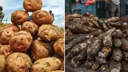 No es ni la yuca ni la papa: el tubérculo que fortalece la memoria y casi nadie consume, ¿cómo incluirlo en tu dieta?