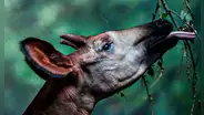 ¿Una jirafa o una cebra? La peculiar apariencia del okapi, el mamífero que se parece a más de una especie
