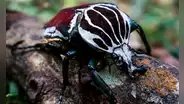 El insecto más grande del mundo se extingue por el cacao y su industria en África, según estudio científico