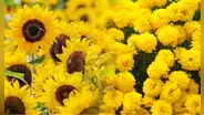 ¿Por qué se regalarán flores amarillas el 21 de marzo? Descubre su verdadero significado